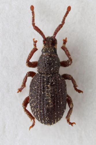 Meirella sp.